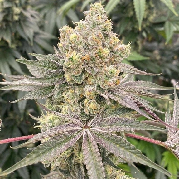 Mop Chopper Feminized Cannabis Seeds