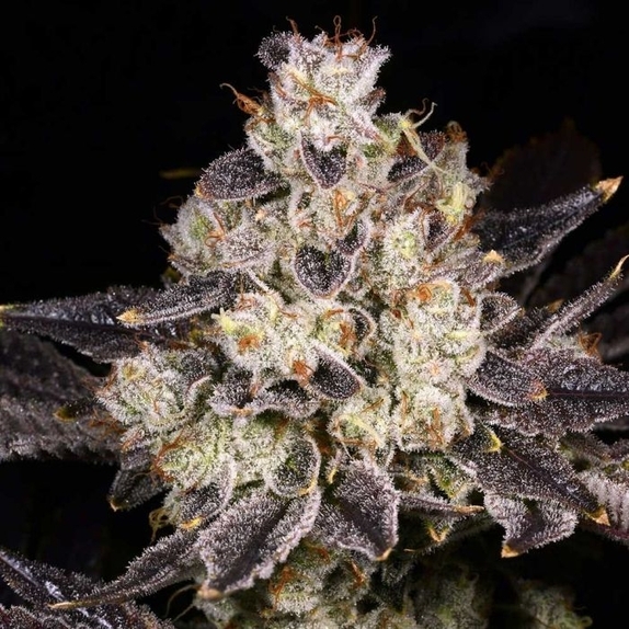 Rainbow Belts 2.0 Regular Cannabis Seeds