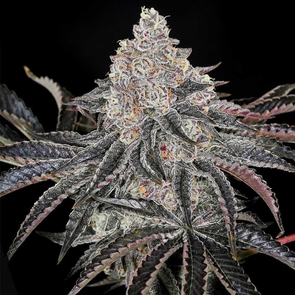 Permafunk Cannabis Seeds