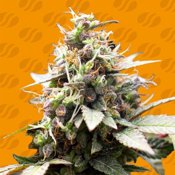 White Raspberry Truffle Cannabis Seeds