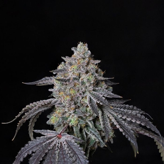 Facade Feminized Cannabis Seeds