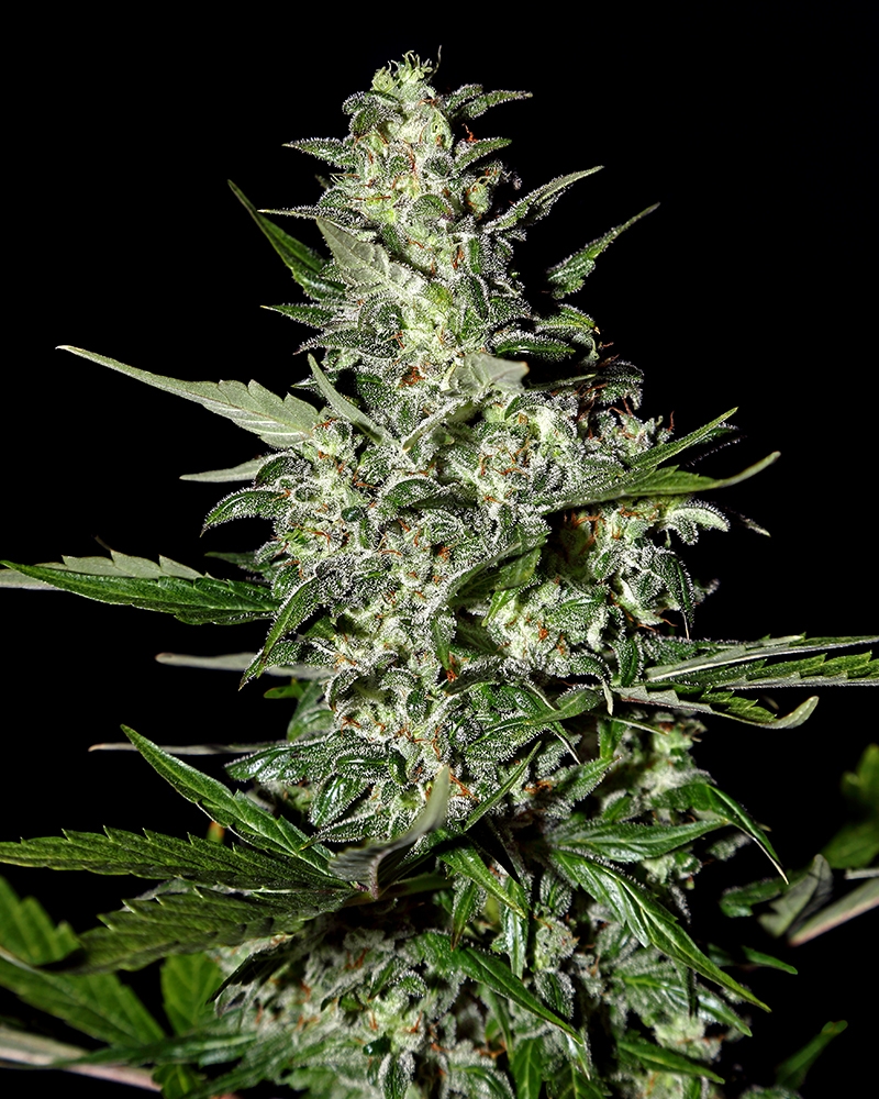 Super Critical Automatic Cannabis Seeds