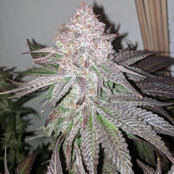 Sour Lemonaid Female Cannabis Seeds
