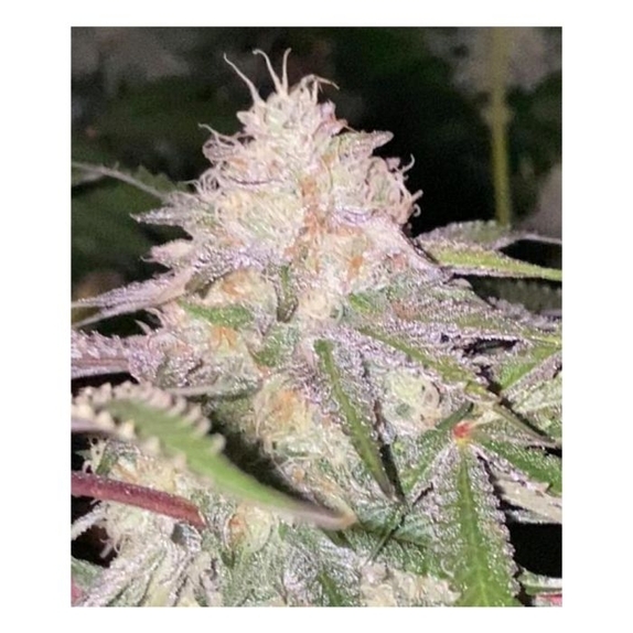 London Kosher Regular Cannabis Seeds