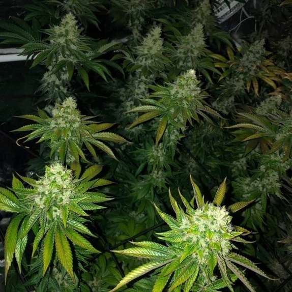 Roid Rage Regular Cannabis Seeds