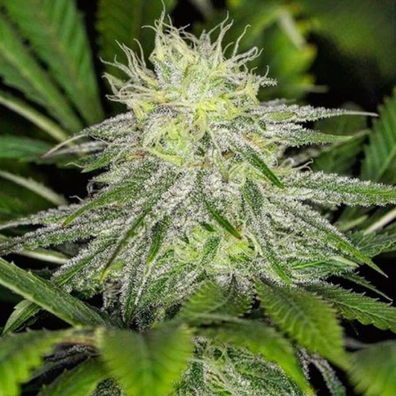 Chem Lem Regular Cannabis Seeds
