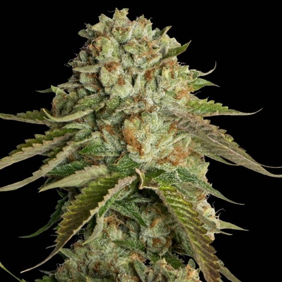 Kosher Kush Female Cannabis Seeds