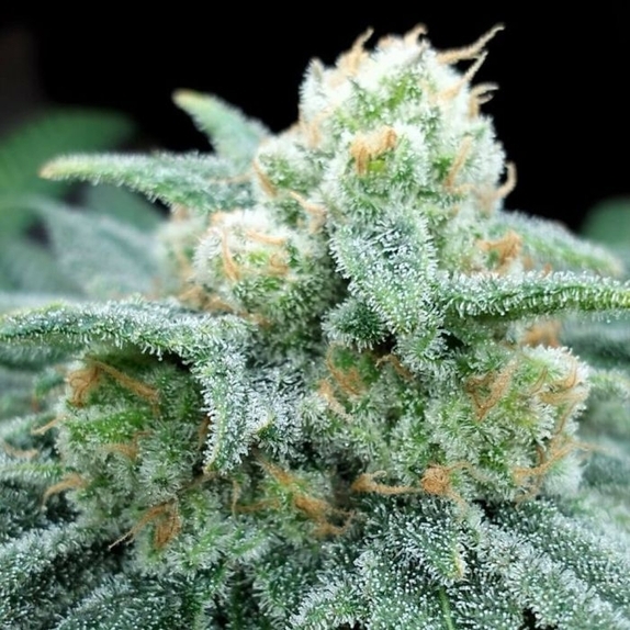 Electric Koolaid Female Cannabis Seeds