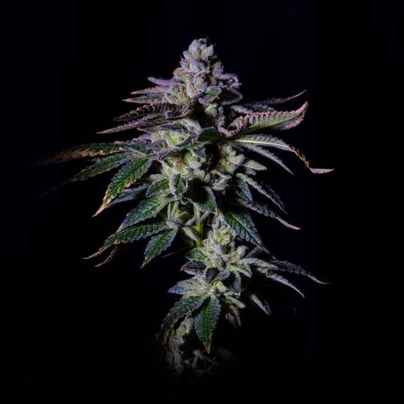 Gasmint Female Cannabis Seeds