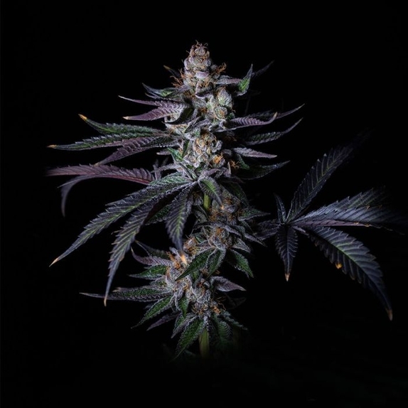 Satzuma Revenge Female Cannabis Seeds