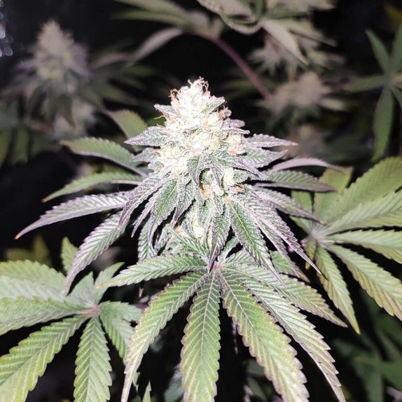 Mind Fuelz Female Cannabis Seeds