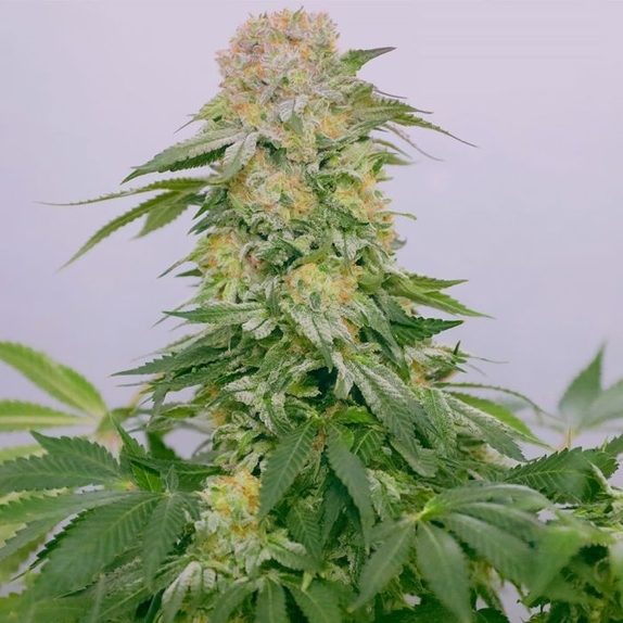 Tropical Rain Female Cannabis Seeds