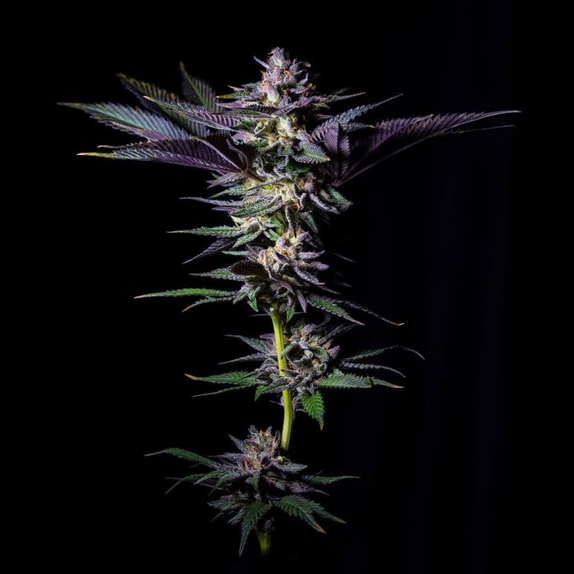 Rotten Rainbow Female Cannabis Seeds