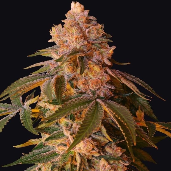 Happy Ending Female Cannabis Seeds