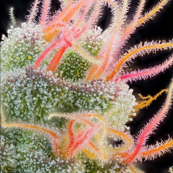 Pink Honey Feminized Cannabis Seeds