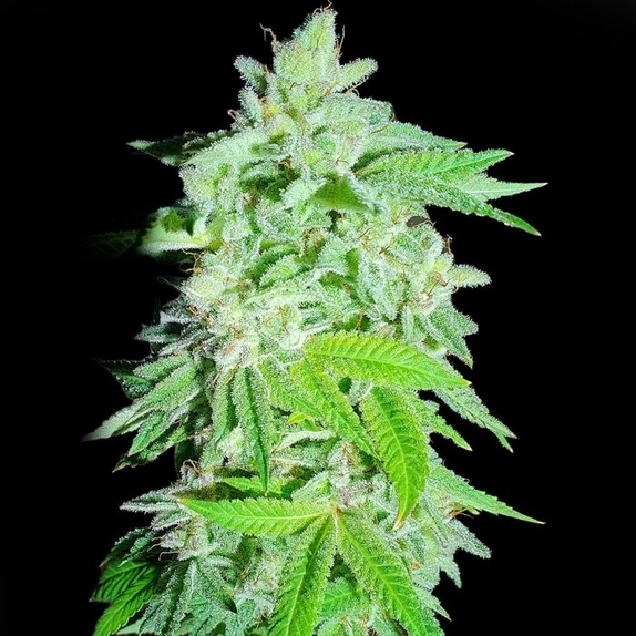 Banana Oreoz Feminized Cannabis Seeds