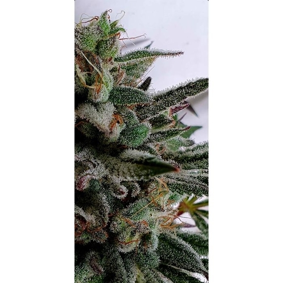 Raspberry Oreoz Feminized Cannabis Seeds