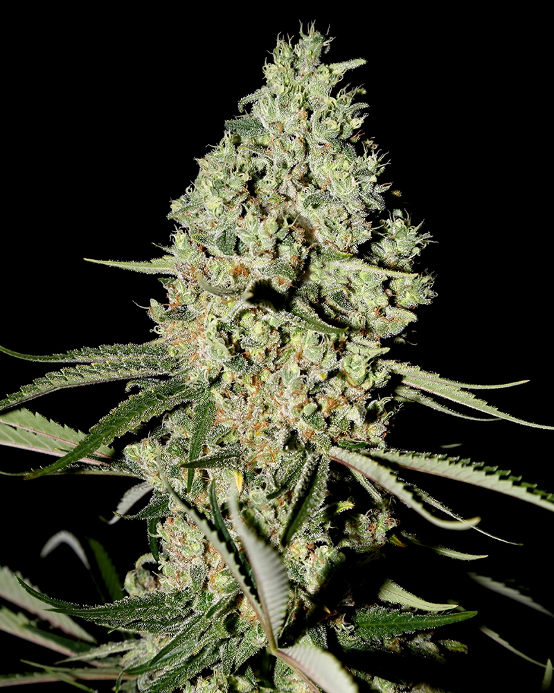 Super Critical Cannabis Seeds