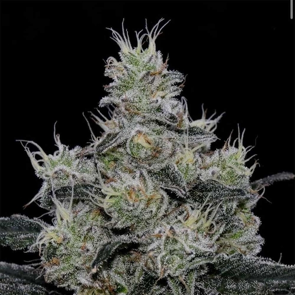 Grease Fire Cannabis Seeds