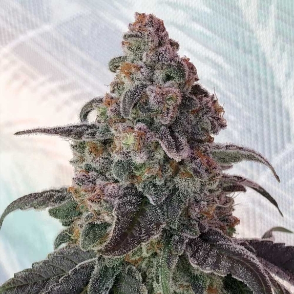 Full Zest Regular Cannabis Seeds