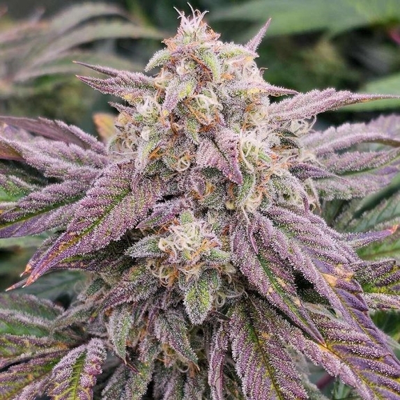 CPT OG Autoflowering Cannabis Seeds