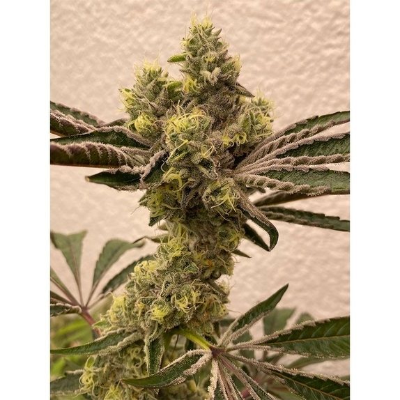 Bitter Orange Cannabis Seeds