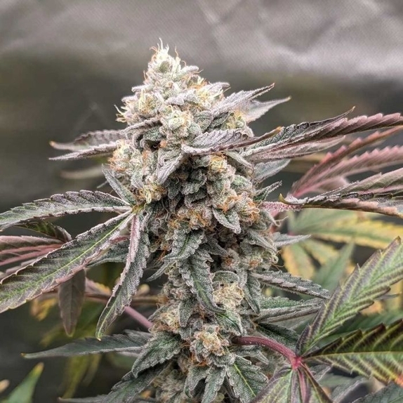 Divinations Autoflowering Cannabis Seeds