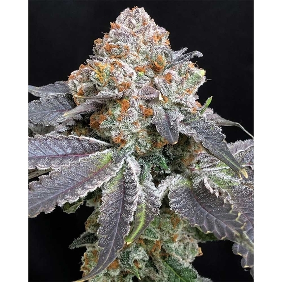 Rated R Cannabis Seeds