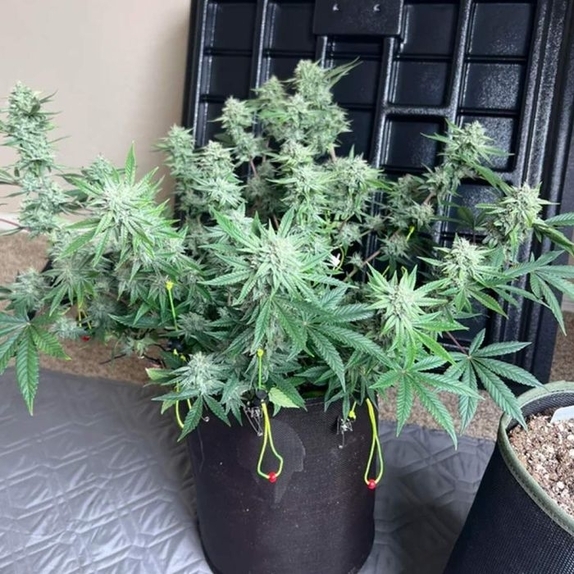 Instant Classik Autoflowering Cannabis Seeds