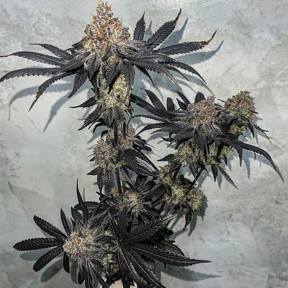 Miracle Fruit Cannabis Seeds