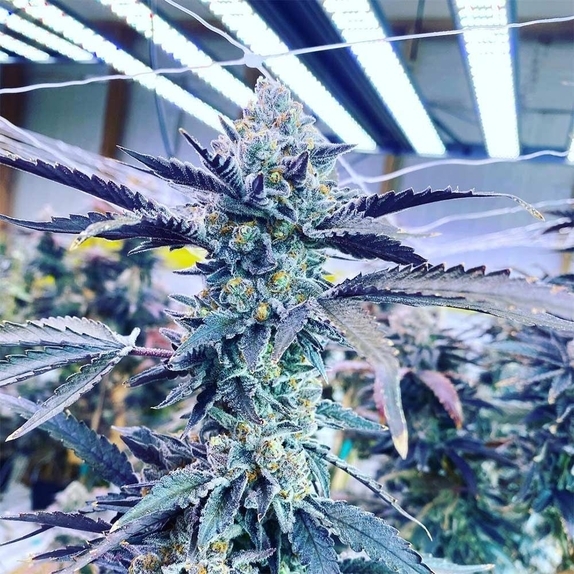 Kiyomi Cannabis Seeds