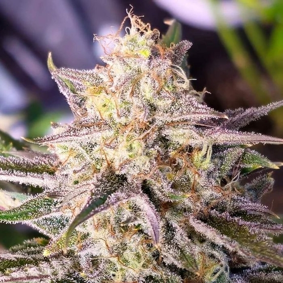 Microverse Morsels V2 Autoflowering Cannabis Seeds