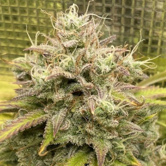 Outlier V Autoflowering Cannabis Seeds