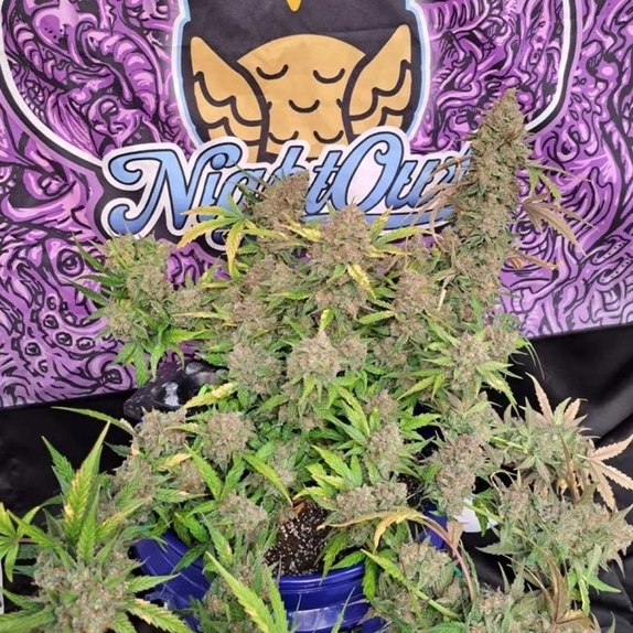 Strawberry Popesicle Autoflowering Cannabis Seeds