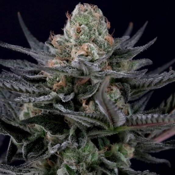 Caramba Female Cannabis Seeds