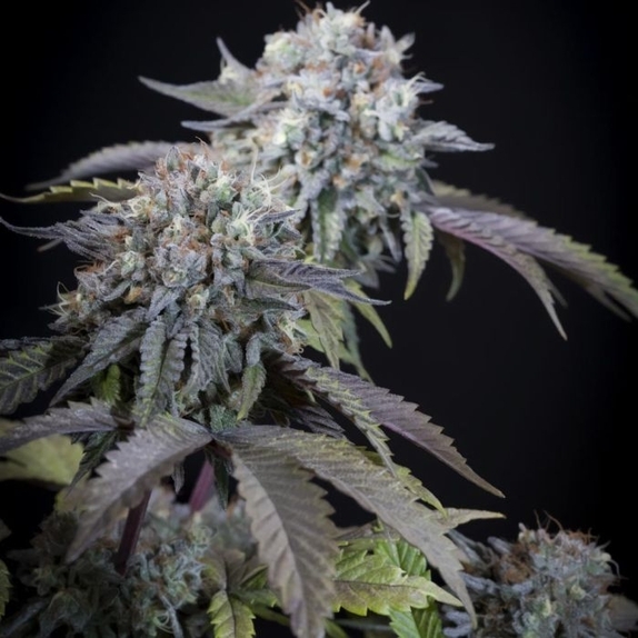 Gulupa Female Cannabis Seeds