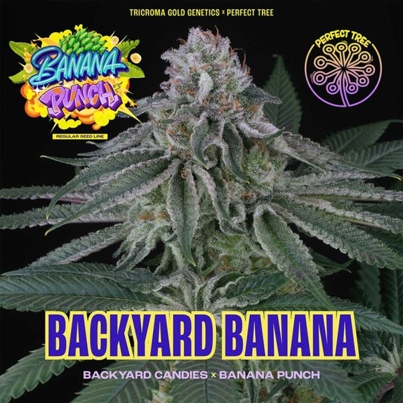 Backyard Banana Regular Cannabis Seeds