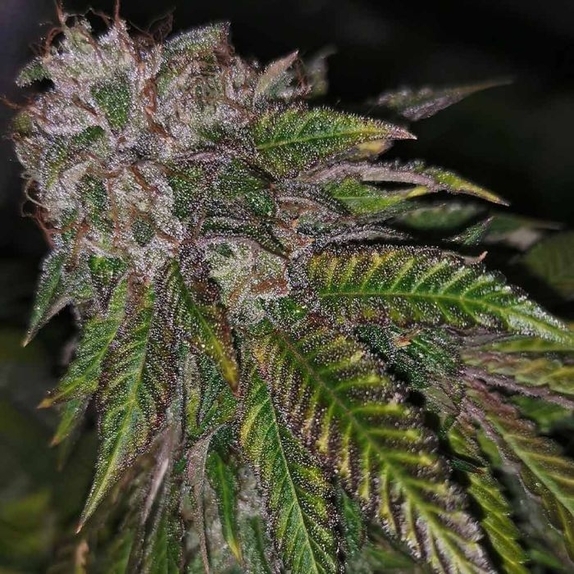 Dirty Kuntz Female Cannabis Seeds
