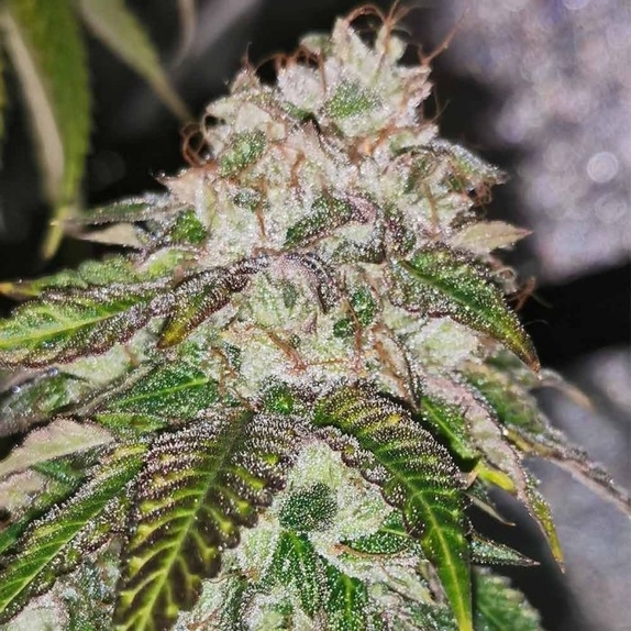 Kuntz N Cream Female Cannabis Seeds