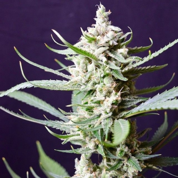 Sunset Flame Regular Cannabis Seeds