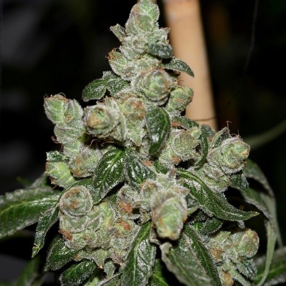Dark Energy Regular Cannabis Seeds