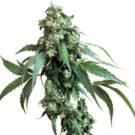 Jack Flash 5 Female Cannabis Seeds