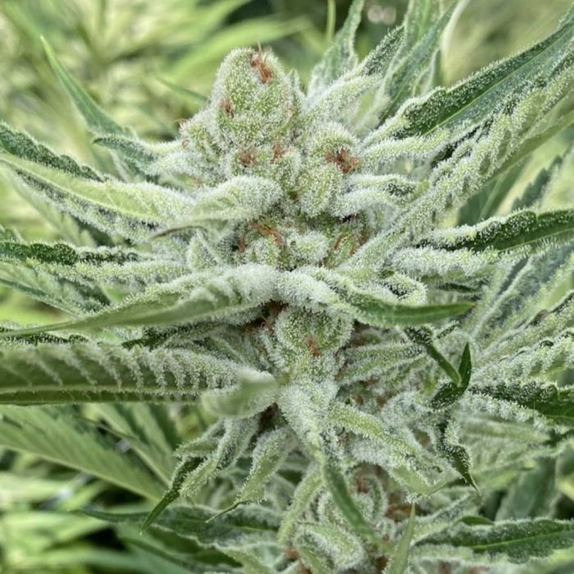 Nam Wah Feminized Cannabis Seeds