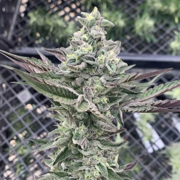 Ginger Mints Feminized Cannabis Seeds