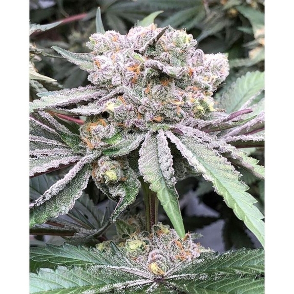 Baccarat Feminized Cannabis Seeds