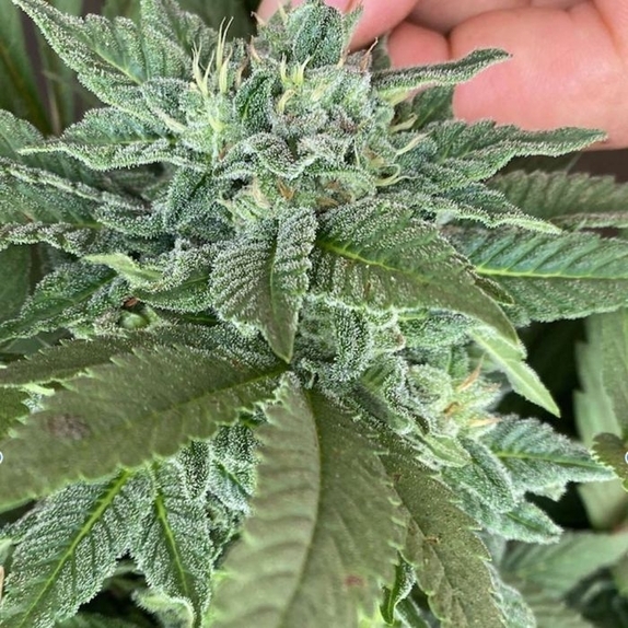Beauty Punch Feminized Cannabis Seeds