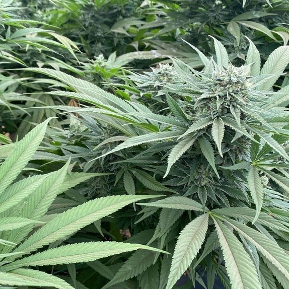 Delizie al Limone Feminized Cannabis Seeds