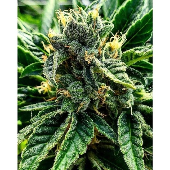 Gelato al Limone Feminized Cannabis Seeds