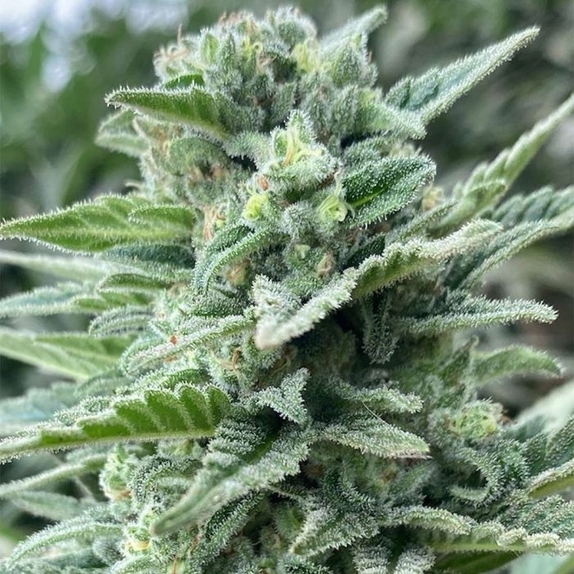 Lemoncino Feminized Cannabis Seeds