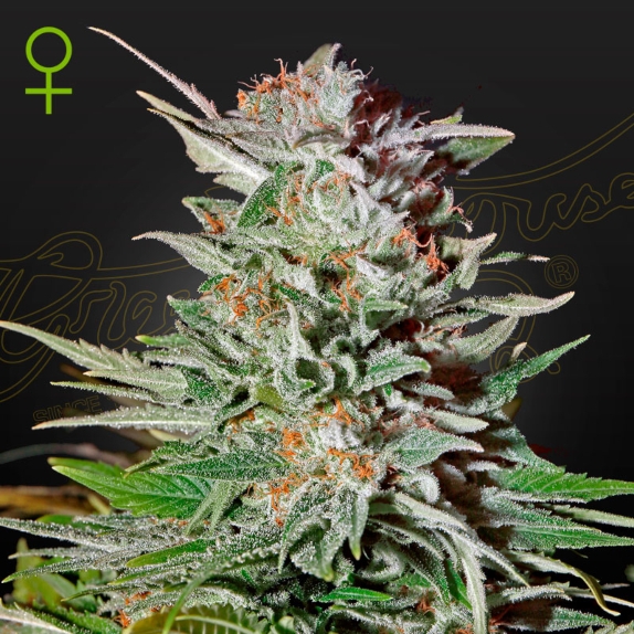 Super Lemon Haze Auto Cannabis Seeds